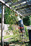 Taking down the Morning Glory vines