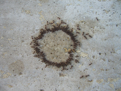 fourmis en cercle