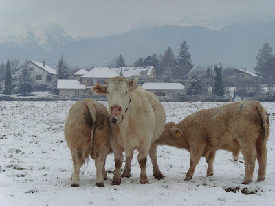 vaches neige