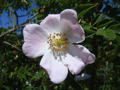 fleur rose pâle