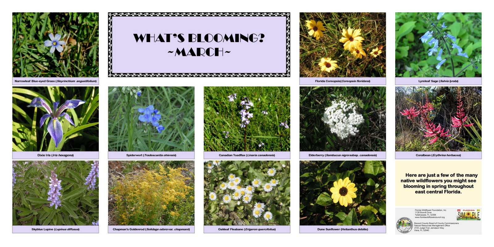 Space Coast Wildflowers Viera Wetlands Wildflower Posters