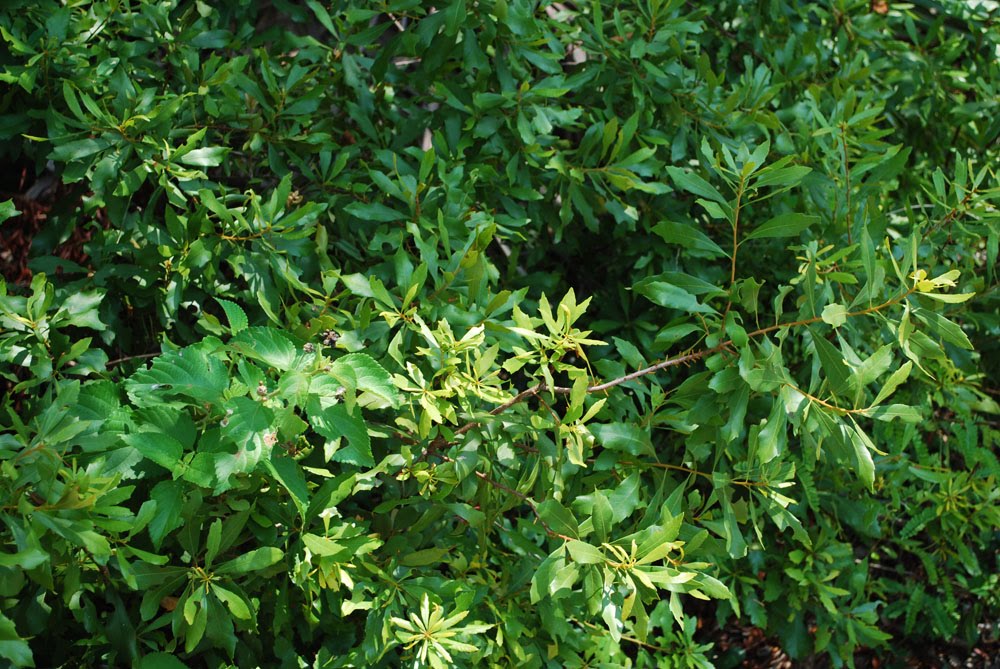 Uk Travel Blog Places Plants Chris Chadwell