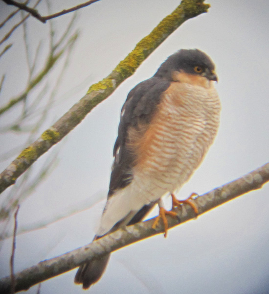 [southfingersparrowhawk.jpg]