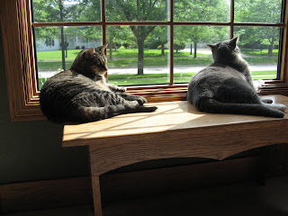 Kitty Love