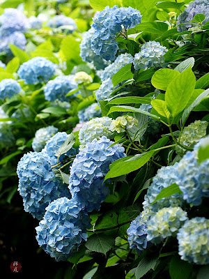 Everyday Artist Step By Step Watercolor How To Paint A Blue