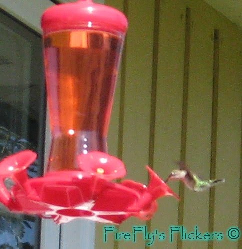 [hummingbird2.jpg]