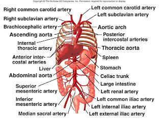 CT_physics_2009: Branches of the Abdominal Aorta