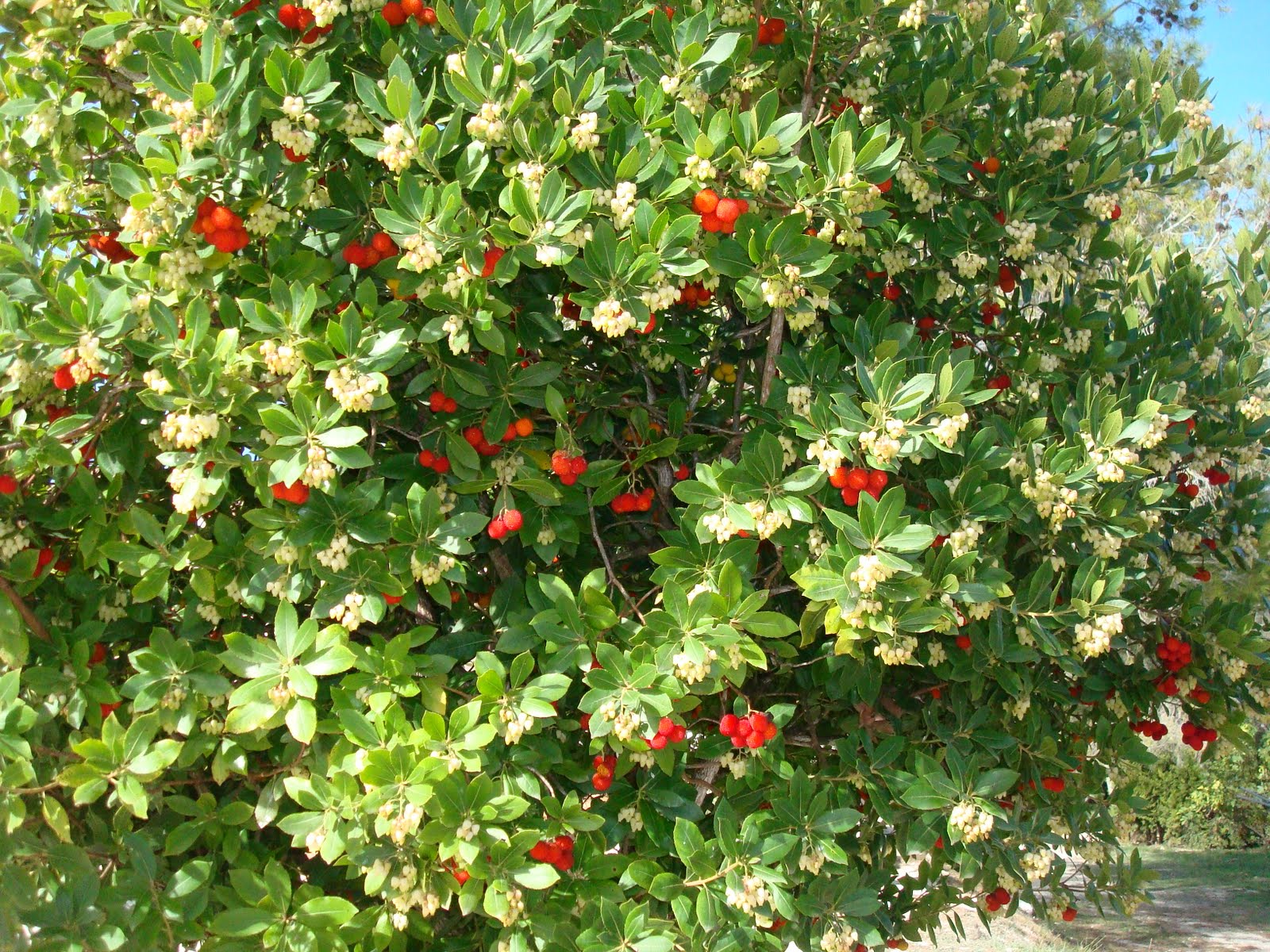 Eddie & Brigitte Bramley Wild Strawberry?