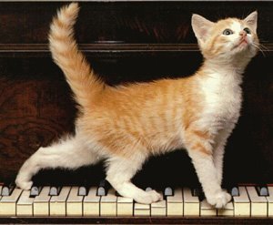 [figyelem_macska.jpg]