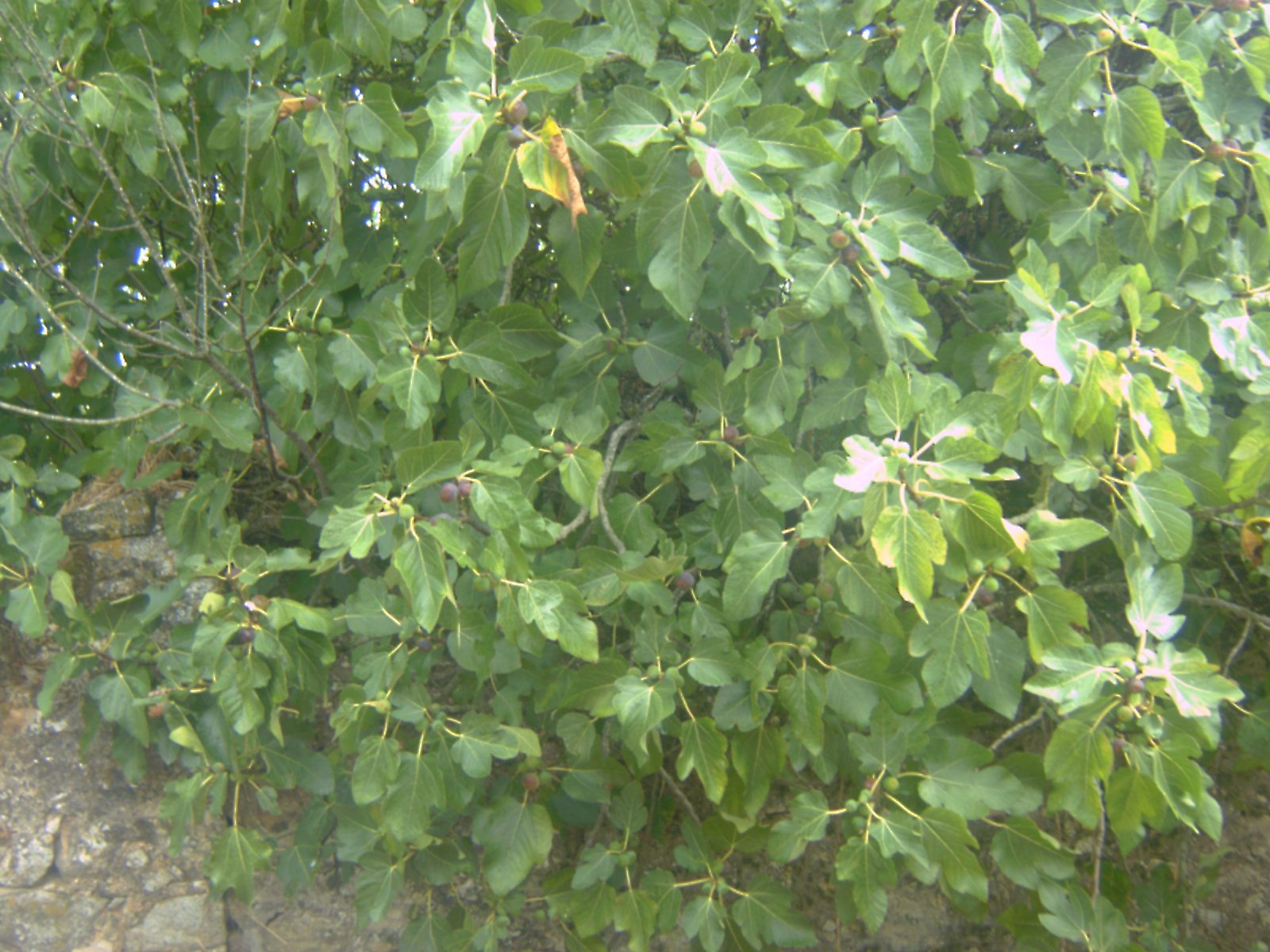 [figos...+tÃ£o+bom!.bmp]