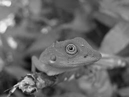 Words, Wildlife, Rock & Roll <br> Borneo, Wales, Infinity and Beyond...