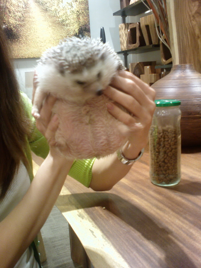 Adopt A Hedgehog