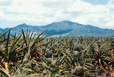 pineapple plantation dole pacifica
