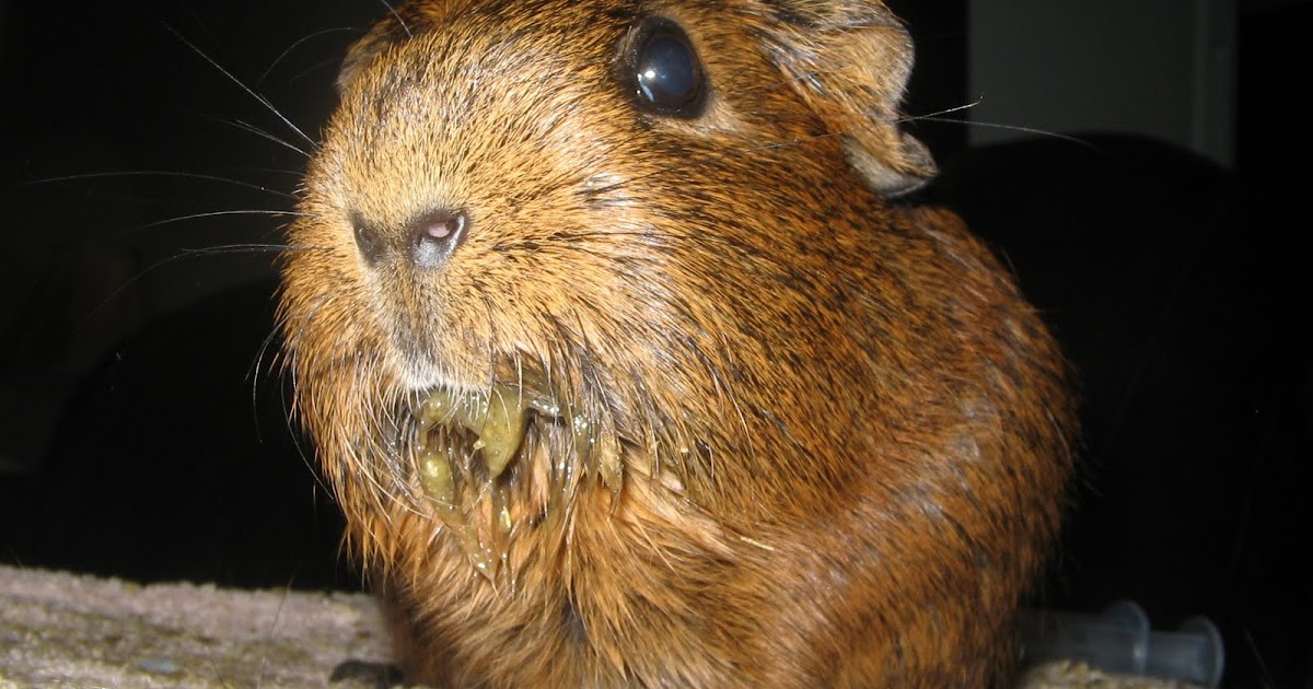 Morumoto: One Sick Little Guinea Pig Can Make a Big Impact