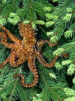 North Pacific Tree Octopus Wikipedia