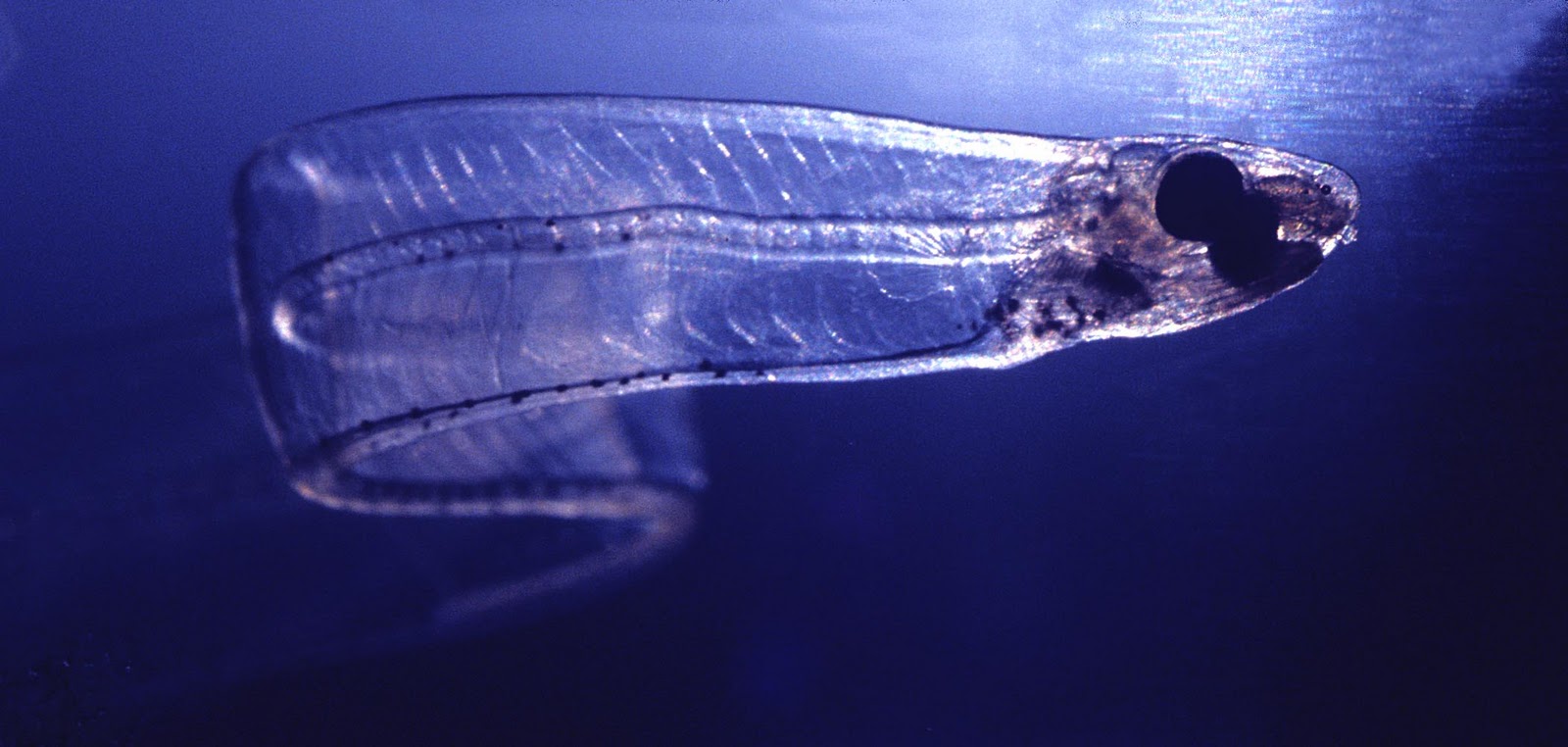 bioluminescent eel