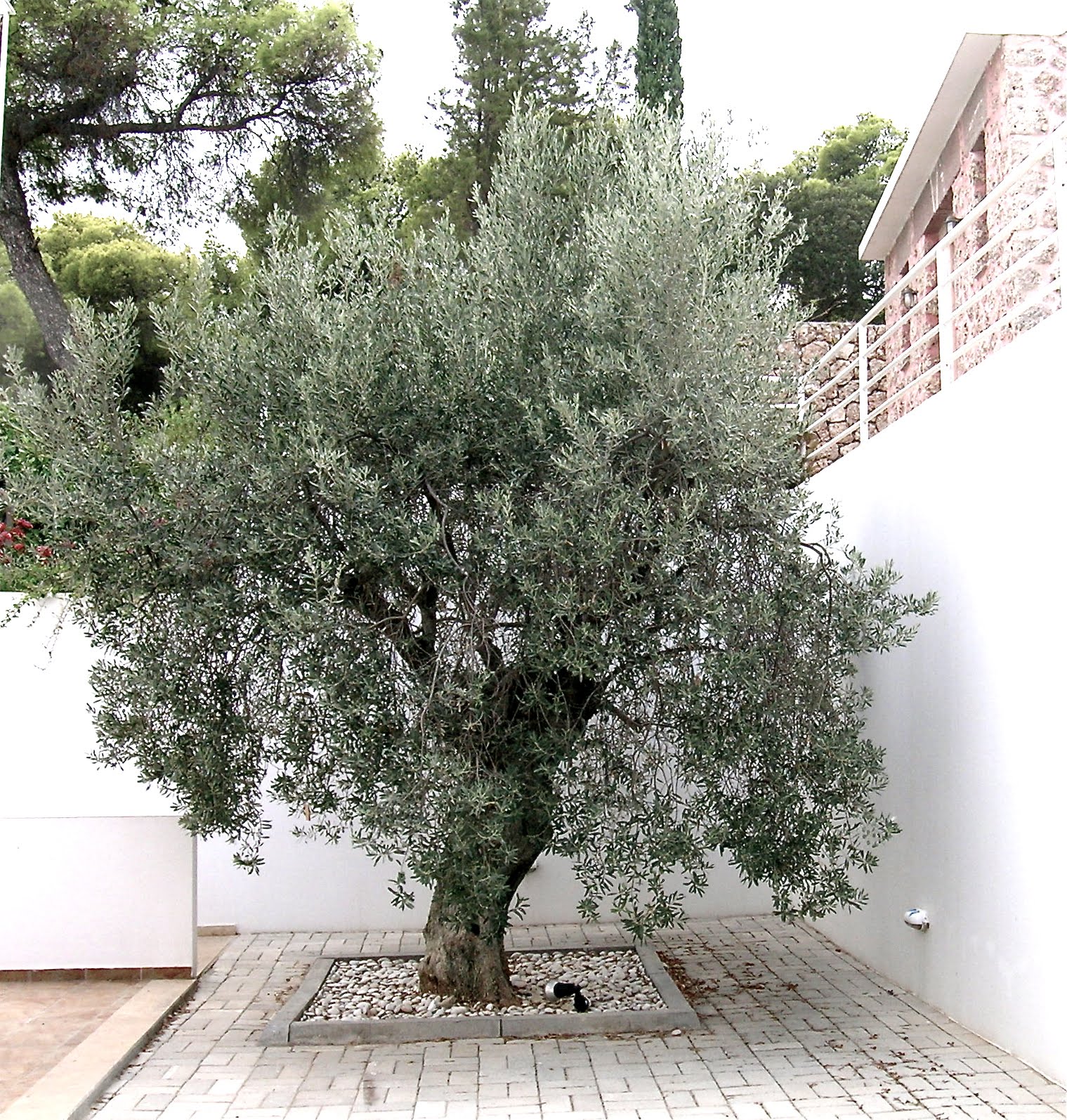 Small Olive Tree