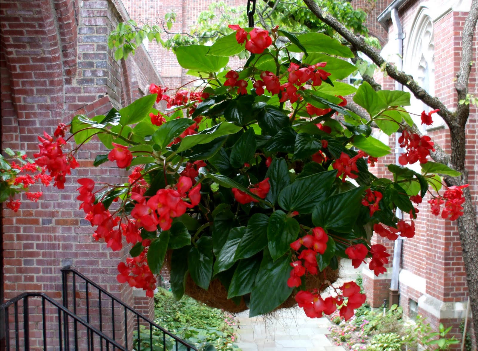 Zone Five And A Half Planting Pansies And Violas