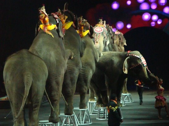 [circus+elephants.jpg]