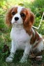 DOG-PET: Who Wants A Cavalier King Charles Spaniel?