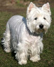 Best Dog Food Brand For Westies Best Dog Food Brand For Westies