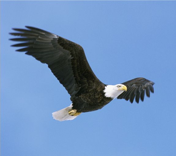 Eagle Fly