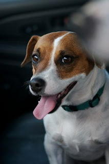 Jack Russell Terrier History | ...