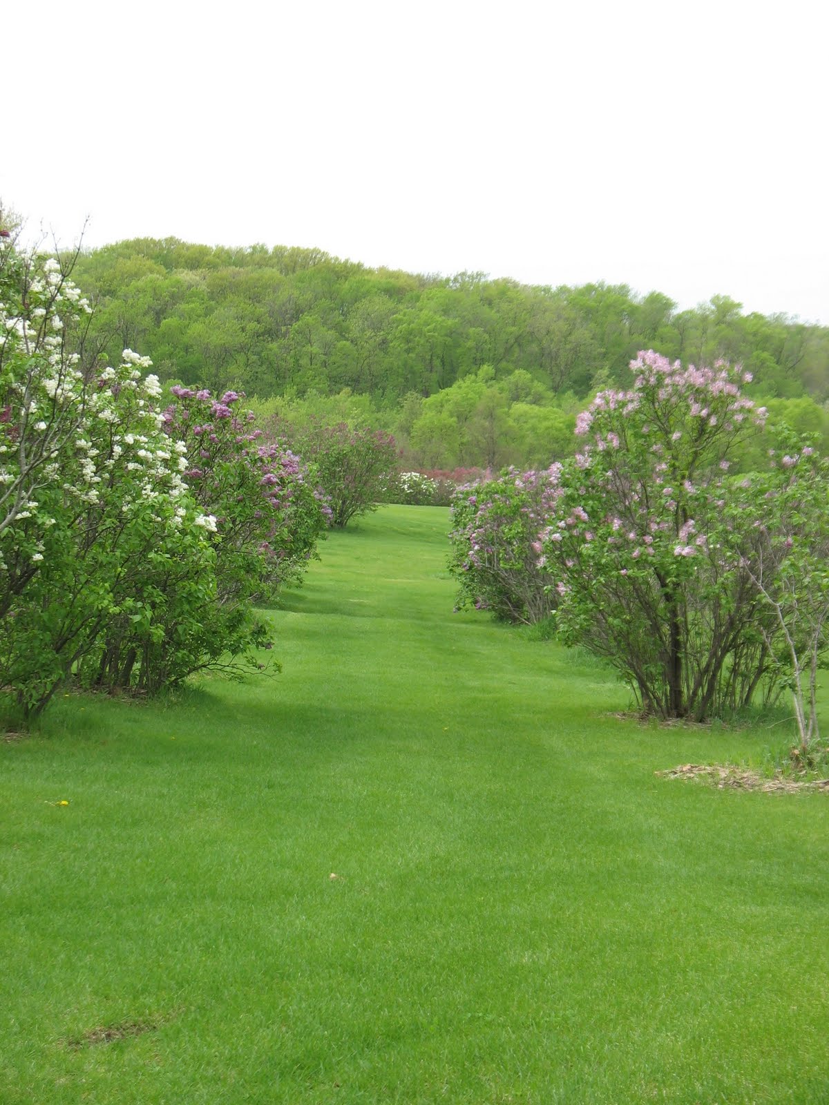 Iowa Grasslands Lilacs