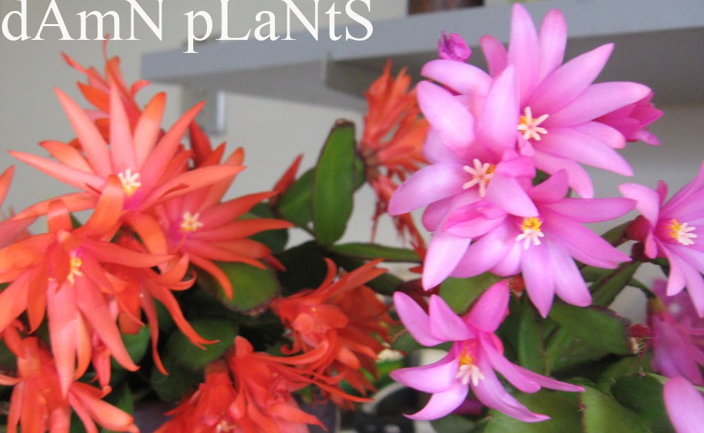 dAmN pLaNtS Easter Cactus blooming like crazy