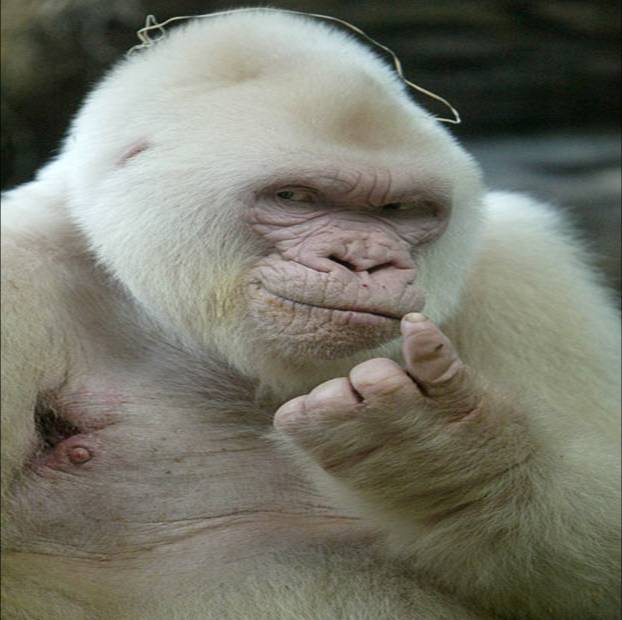 [Nfumu+Ngui.jpg]