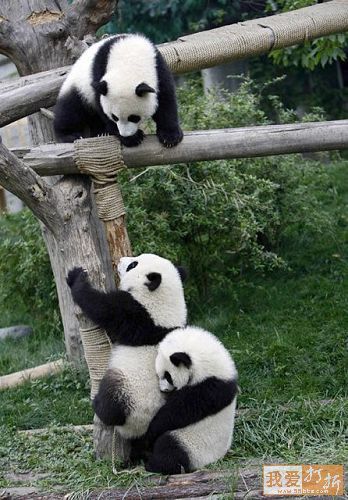 [panda4.jpg]