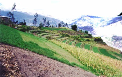 Darii ( Policultivo.