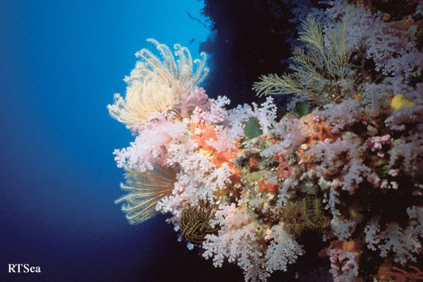 coral reef food chain pictures food chain coral reef. coral reef food chain pictures