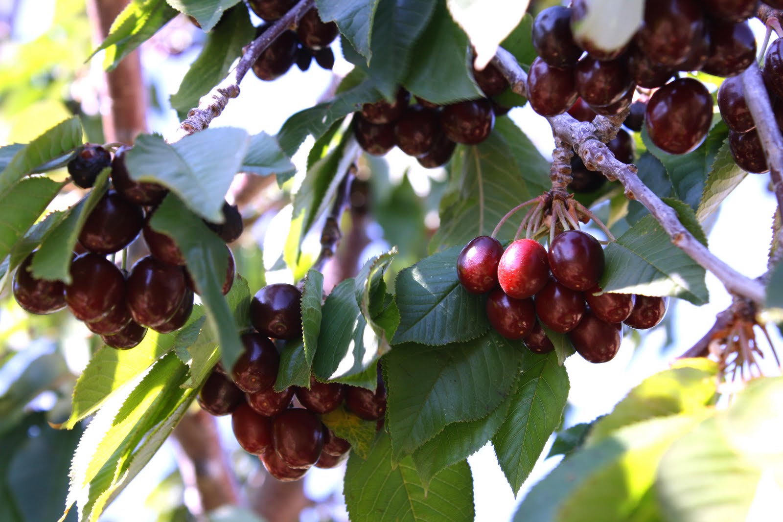Cherry season in southern California