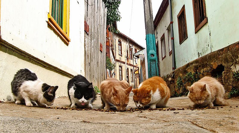Kisah Aku dan Makhluk Allah Bernama Kucing Kisah Aku dan Makhluk Allah Bernama Kucing