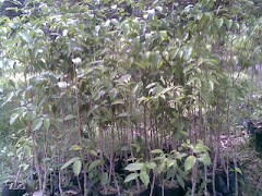 JENIS-JENIS POKOK KARAS(GAHARU) MILIK SYARIKAT