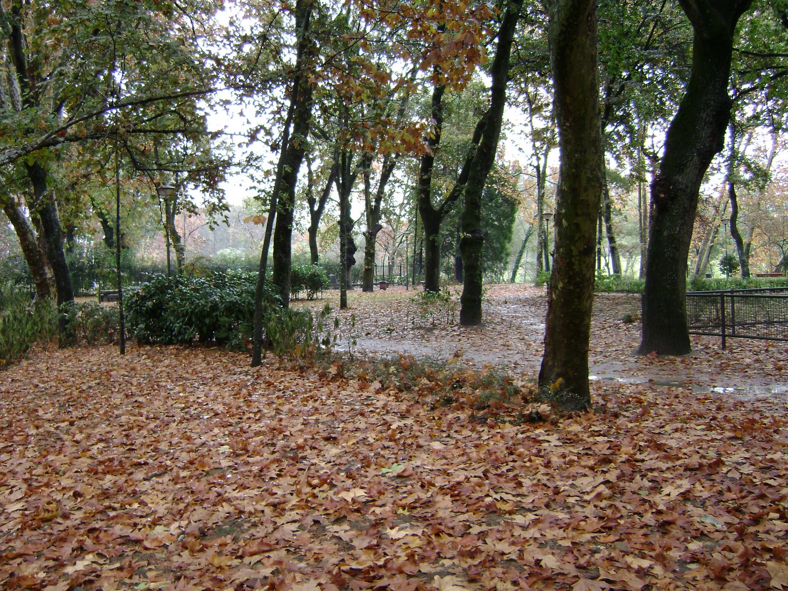 [DSC00608-Folhas.JPG]