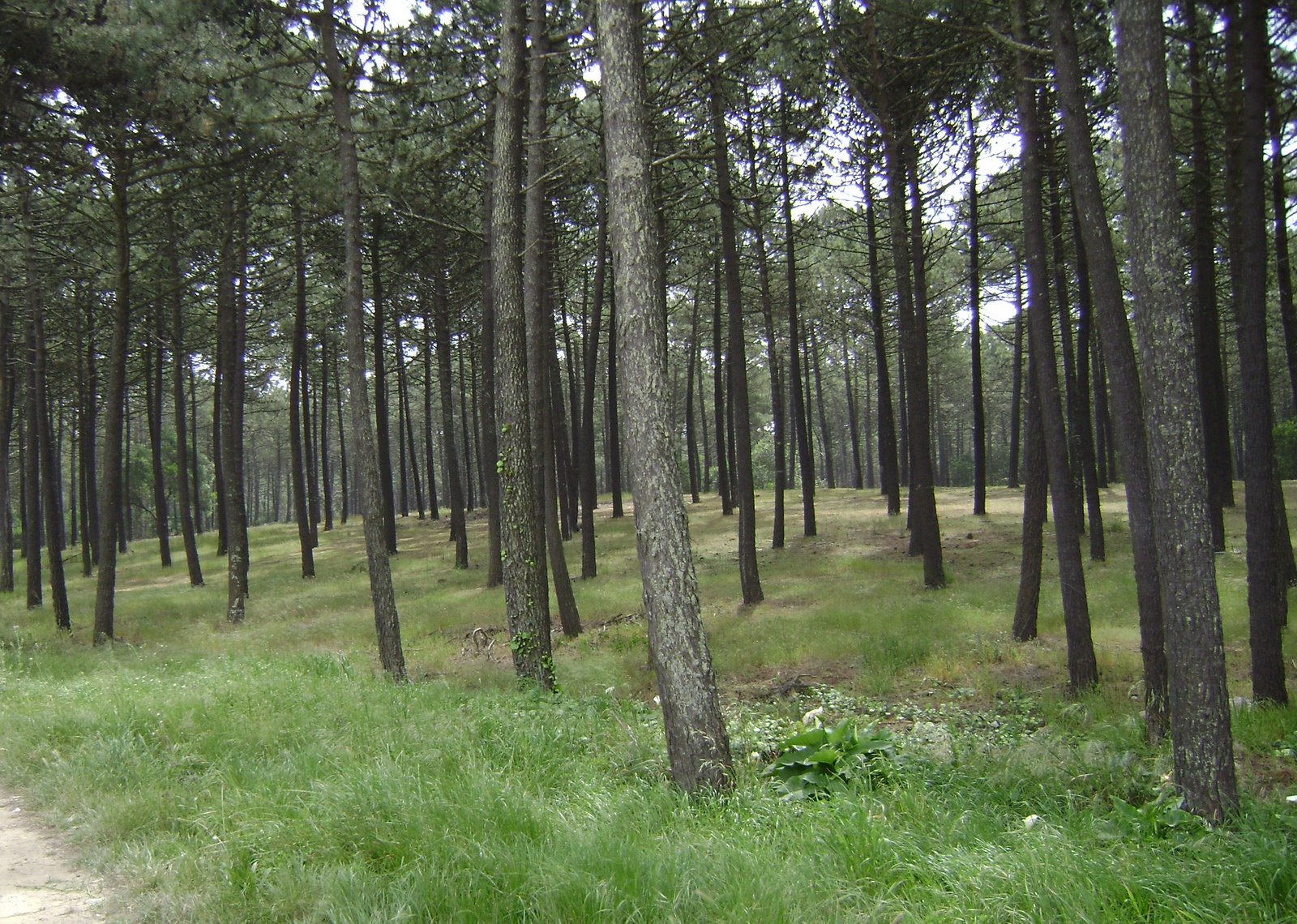 [DSC00226-Pinheiros-RECORTADA.JPG]