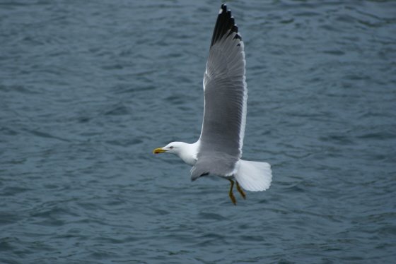 [gaivotas4(Titulo).jpg]