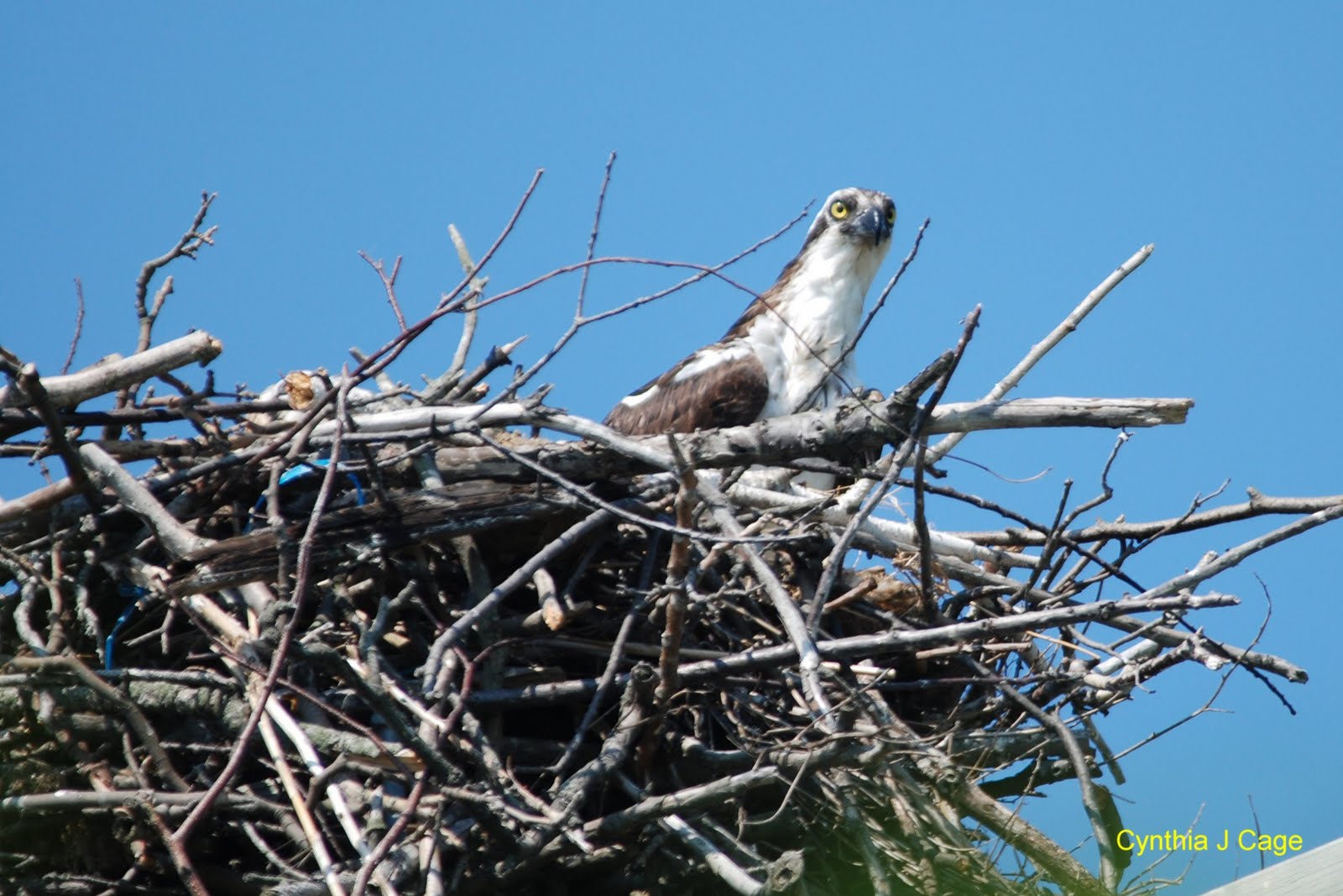 Living in BrooklynLonging for Maine Two Awesome Osprey Nests