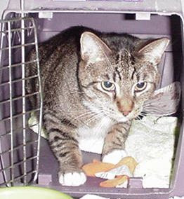 carol's ferals petfinder