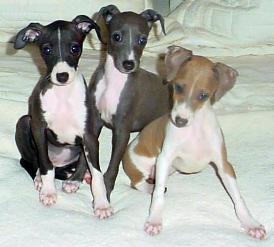 Italian+greyhound