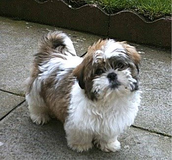 Shih Tzu Dog Breed Image | Dog Pictures Online Shih Tzu Dog Breed Image | Dog Pictures Online