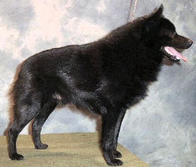 Schipperke Dog Breed Pictures | Dog Pictures Online