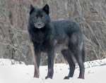 The Alaska Wolf