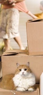 [cat_moving2_04.jpg]