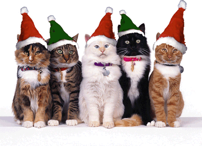 [christmas-cats.gif]