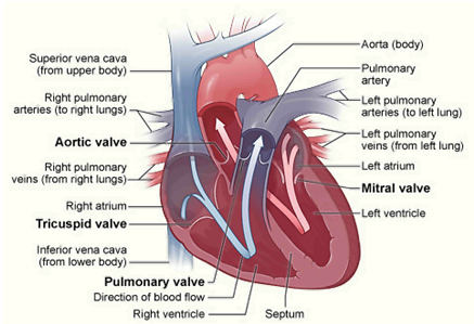 in Medtronic CoreValve LLC