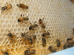 glass bee hive