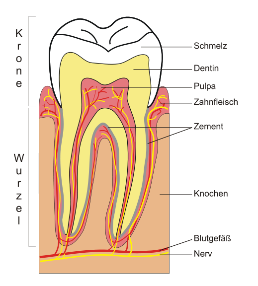 Anatomy: Zähne